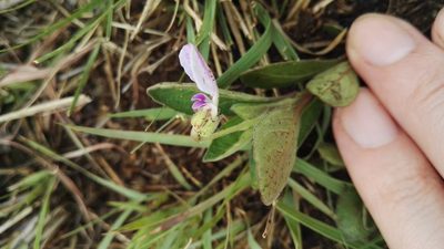 Hybanthus capensis, photographed by Marianne Le Roux