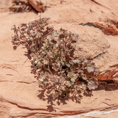 Phacelia rotundifolia, photographed by Dominic Gentilcore