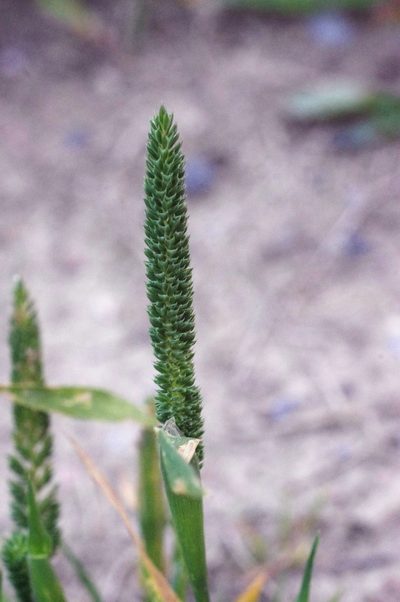 Phleum paniculatum, photographed by bat (Maria Vorontsova)
