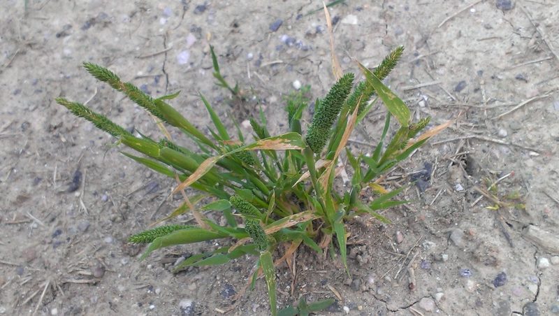 Phleum paniculatum, photographed by bat (Maria Vorontsova)