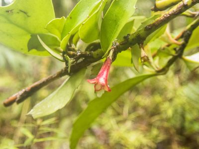 Alseuosmia turneri, photographed by Cara-Lisa Schloots