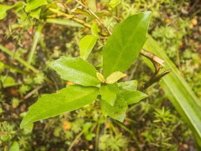 Alseuosmia turneri, photographed by Cara-Lisa Schloots