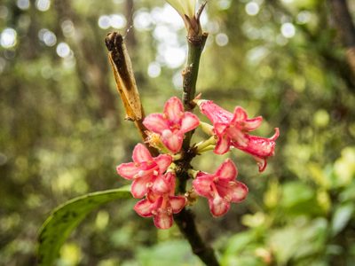 Alseuosmia turneri, photographed by Cara-Lisa Schloots