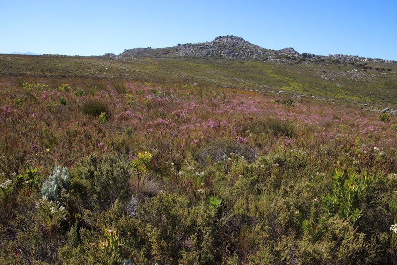 Erica palliiflora, photographed by Tony Rebelo