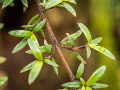 Coprosma microcarpa, photographed by Cara-Lisa Schloots