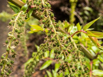 Coriaria pteridoides, photographed by Cara-Lisa Schloots