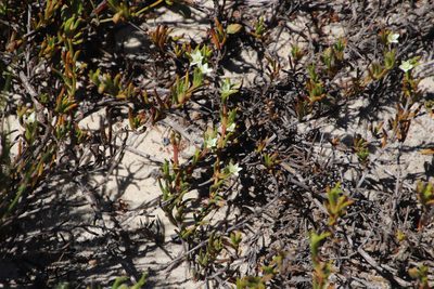 Acrosanthes teretifolia, photographed by Tony Rebelo