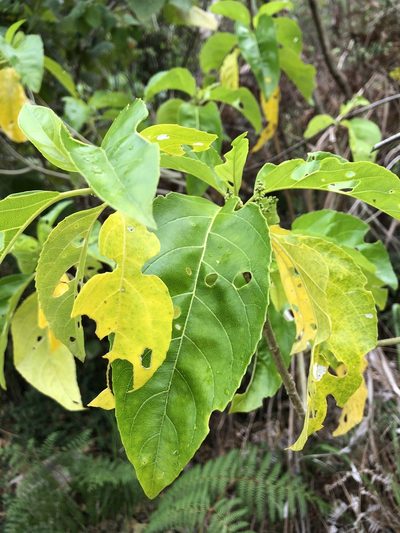 Claoxylon tenerifolium, photographed by elawrey