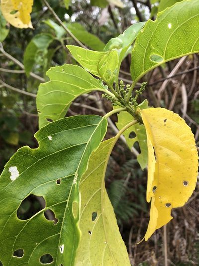 Claoxylon tenerifolium, photographed by elawrey