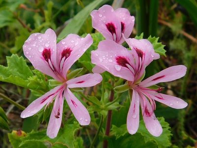 Pelargonium greytonense, photographed by Klaus Wehrlin