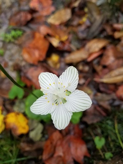 Parnassia asarifolia, photographed by Jackie Miller