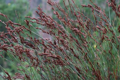 Restio multiflorus, photographed by Tony Rebelo