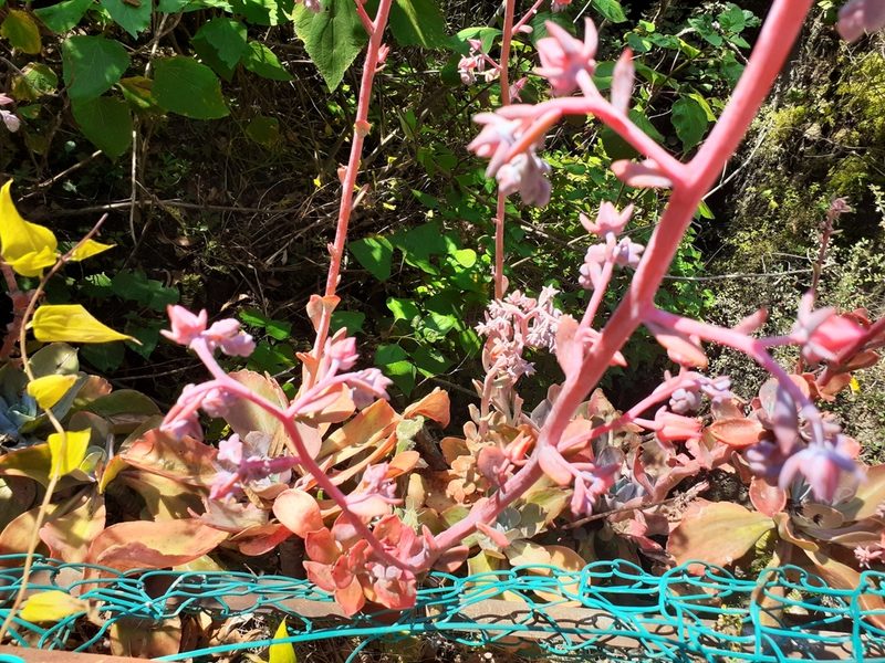 Echeveria gibbiflora, photographed by Jalil R.