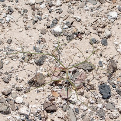 Eriogonum brachypodum, photographed by Dominic Gentilcore