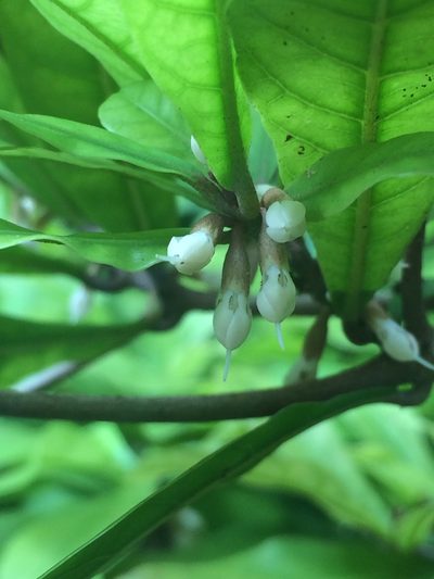 Synsepalum dulcificum, photographed by Greg III Espera