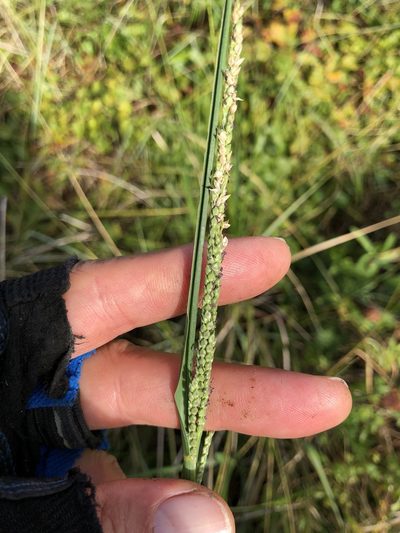 Setaria geminata, photographed by Dan Johnson