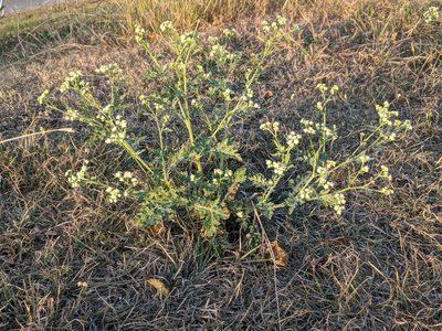 Parthenium confertum, photographed by Nikokin