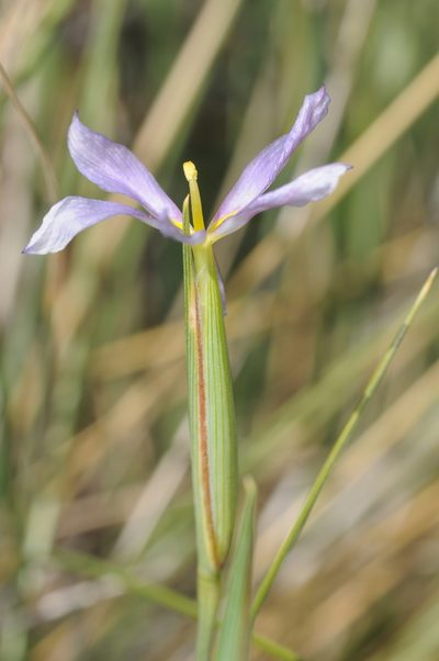 Solenomelus segethi, photographed by aacocucci