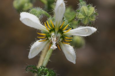 Blumenbachia sylvestris, photographed by aacocucci