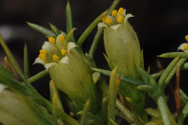 Pantacantha ameghinoi, photographed by aacocucci