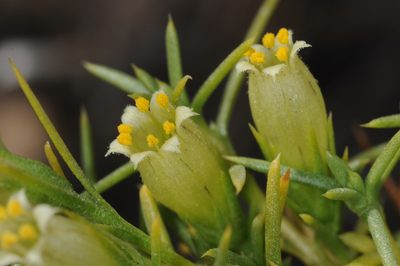 Pantacantha ameghinoi, photographed by aacocucci