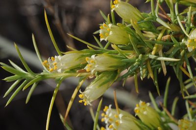 Pantacantha ameghinoi, photographed by aacocucci