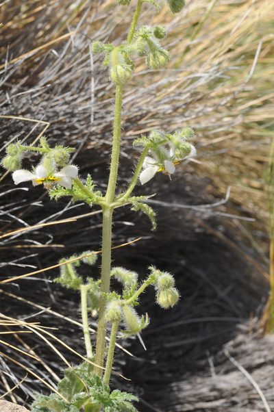 Blumenbachia sylvestris, photographed by aacocucci