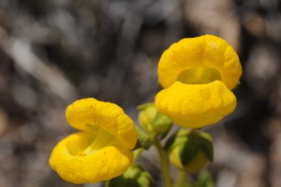 Calceolaria volckmannii, photographed by aacocucci
