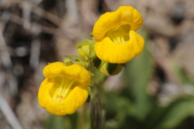 Calceolaria volckmannii, photographed by aacocucci