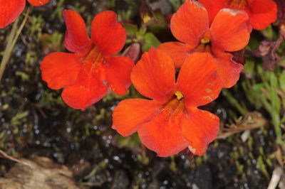 Erythranthe cuprea, photographed by aacocucci