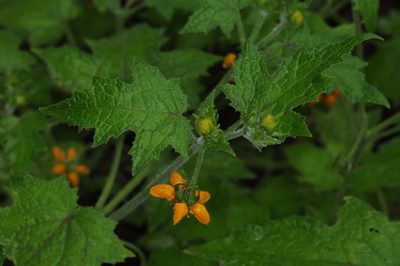 Loasa acerifolia, photographed by aacocucci