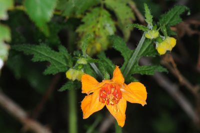 Loasa acanthifolia, photographed by aacocucci