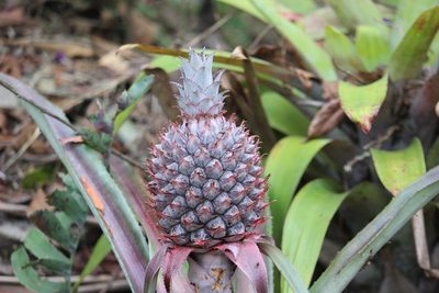 Ananas comosus, photographed by Ruth Gutiérrez Oliveros