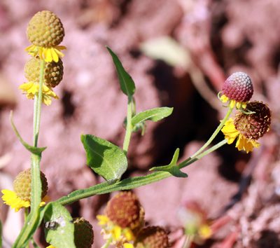 Helenium microcephalum, photographed by Catherine C. Galley