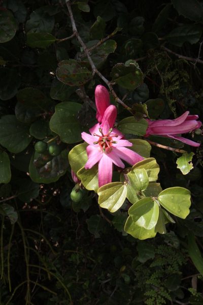 Passiflora orbiculata, photographed by Esteban Pelaez