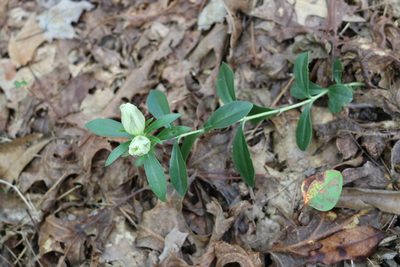Gentiana villosa, photographed by Sam Taylor
