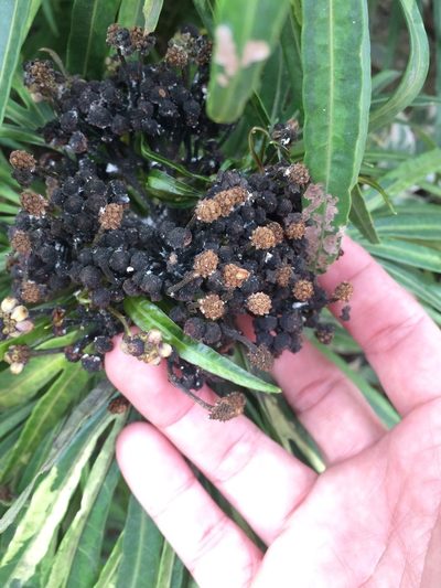 Osmoxylon lineare, photographed by Greg III Espera