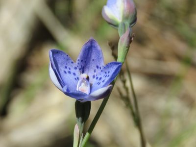 Thelymitra ixioides, photographed by Elspeth Swan