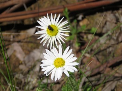 Brachyscome diversifolia, photographed by Elspeth Swan