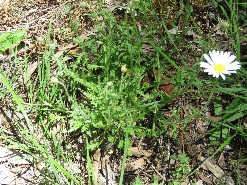 Brachyscome diversifolia, photographed by Elspeth Swan