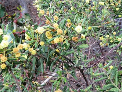 Acacia aspera, photographed by Elspeth Swan
