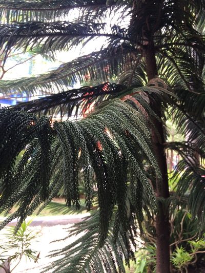 Araucaria heterophylla, photographed by Greg III Espera