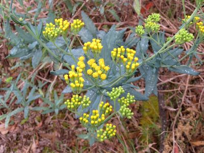 Senecio odoratus, photographed by Elspeth Swan