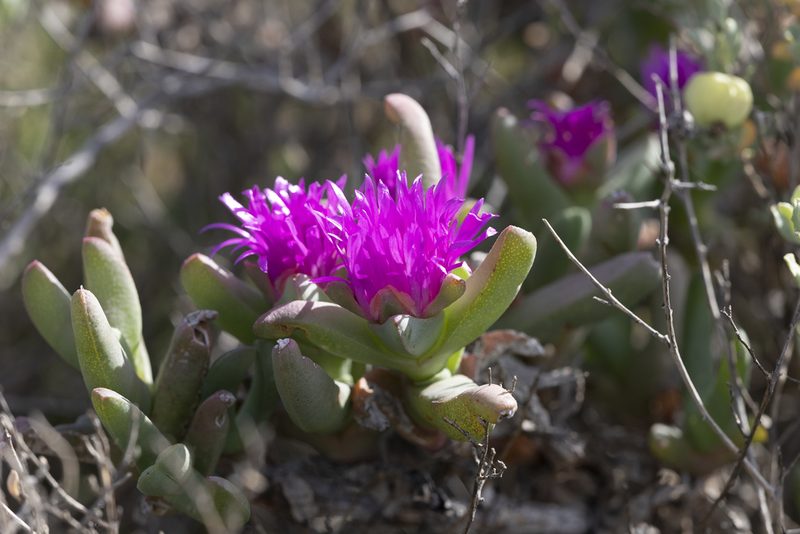 Sarcozona praecox, photographed by Kym Nicolson