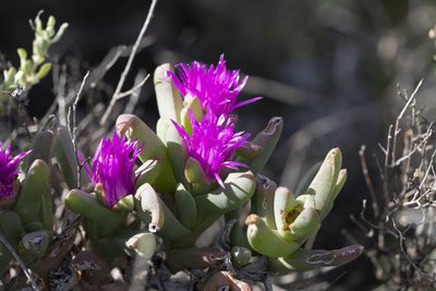 Sarcozona praecox, photographed by Kym Nicolson