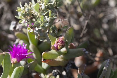 Sarcozona praecox, photographed by Kym Nicolson