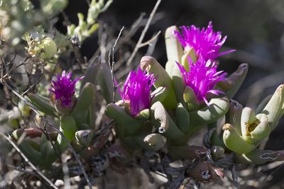 Sarcozona praecox, photographed by Kym Nicolson