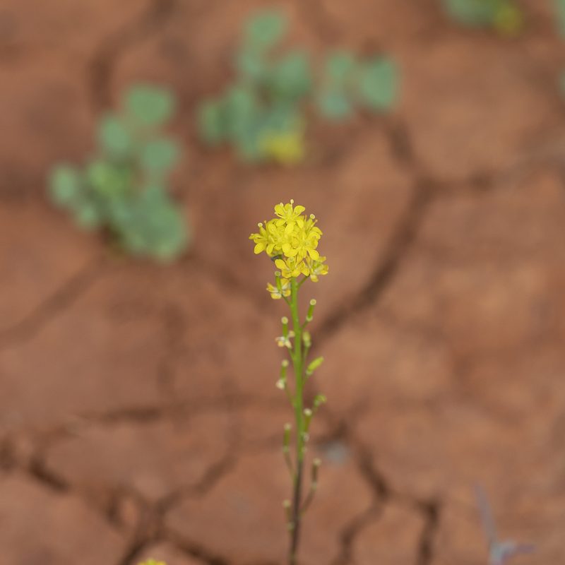 Arabidella nasturtium, photographed by Kym Nicolson