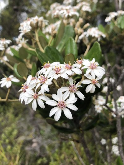 Olearia allomii, photographed by phoebeandrews