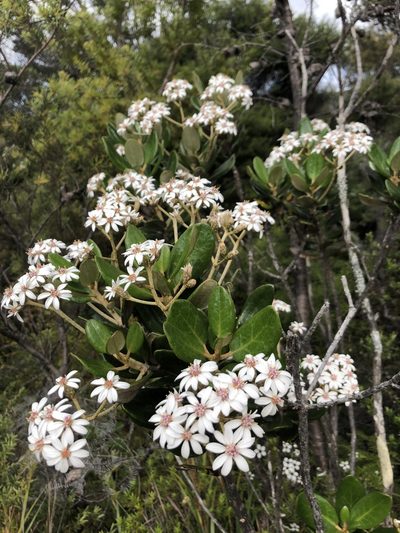 Olearia allomii, photographed by phoebeandrews